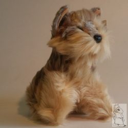 Üllő Schnauzer kutya